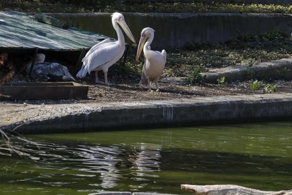 Pélicans Blancs Pelecanus Onocrotalus Reposent Bord Lac Sofia Bulgarie — Photo