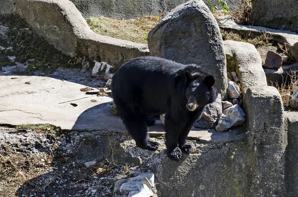Дикий Чорний Ведмідь Сидить Сонці Щоб Зігрітися Восени Софія Болгарія — стокове фото