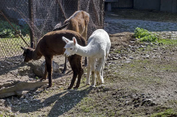 Young Fallow Deer Feed Green Grass Open Air Sofia Bulgaria — Stock Photo, Image