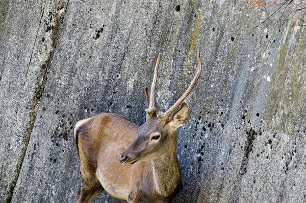 Primo Piano Verticale Cervo Maschio Rosso Con Nuove Piccole Corna — Foto Stock