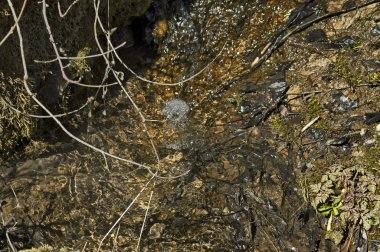 Bulgaristan 'ın Vit nehri, Teteven kasabasında doğal yosun, buzlu su, kaya ve kuru yaprakların arkaplanı 