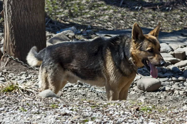 Perro Pastor Alemán Atado Para Espera Amo Teteven Ciudad Bulgaria —  Fotos de Stock