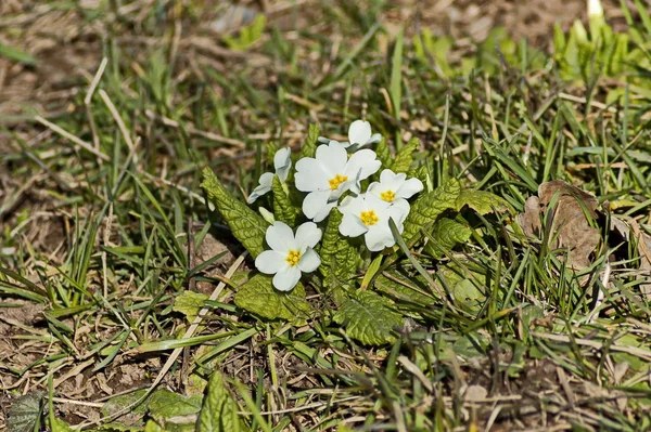 Een Kleine Groep Witte Primrose Primula Vulgaris Een Bed Tuin — Stockfoto