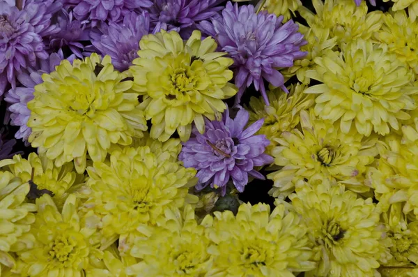 Fondo Abstracto Flores Crisantemo Con Pétalos Amarillos Morados Monasterio Troya — Foto de Stock