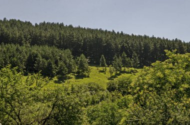 Bulgaristan 'ın Sofya bölgesindeki Zhelyava köyü yakınlarındaki Balkan dağında güzel kozalaklı ve yaprak döken bir orman, farklı otlar ve çiçek açan taze bir ormanlık.  
