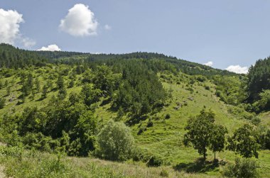 Bulgaristan 'ın Sofya bölgesindeki Zhelyava köyü yakınlarındaki Balkan dağında güzel kozalaklı ve yaprak döken bir orman, farklı otlar ve çiçek açan taze bir ormanlık.  