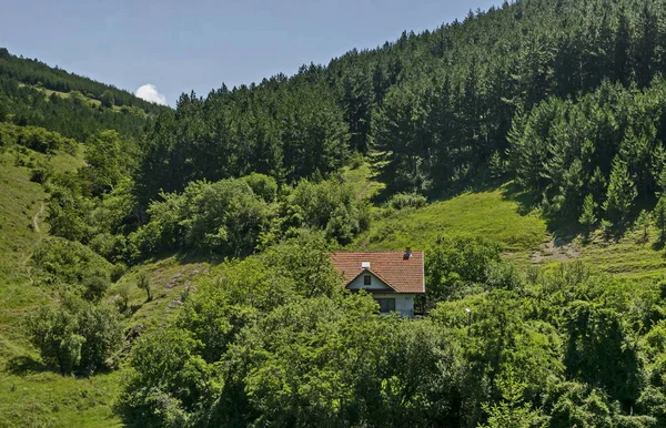 保加利亚索菲亚地区Zhelyava村附近的巴尔干山区 美丽的针叶林和落叶林 绿树成荫 绿草繁茂 野花盛开 — 图库照片