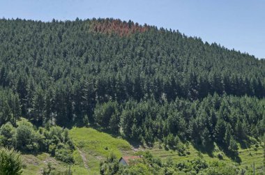 Bulgaristan 'ın Sofya bölgesinin Zhelyava kasabası yakınlarındaki Balkan Dağları' ndaki bir tepenin zirvesinde, çam ağaçlarının bir kısmı hastalıklı güzel bir kozalaklı orman, çeşitli otlarla dolu taze bir çayır. 