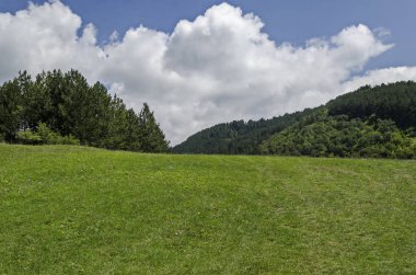 Bulgaristan 'ın Sofya bölgesindeki Zhelyava kasabası yakınlarındaki Balkan dağının tepesinde güzel kozalaklı ormanlar, taze çimenler ve çiçek açan vahşi renkler.   