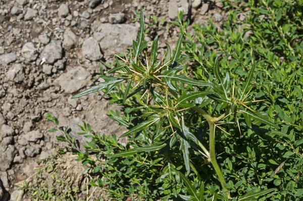 Xanthium Spinosumまたはフィールドとげそれは鋭い黄色の針で薬用植物 村Zhelyava ブルガリア — ストック写真