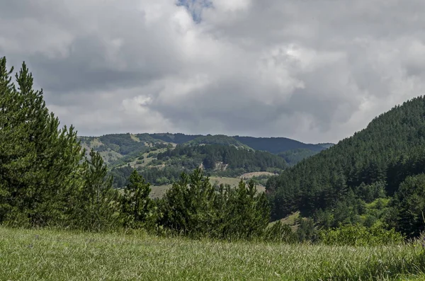 Krásný Jehličnatý Listnatý Les Svěží Mýtina Různou Trávou Rozkvetlou Divokou — Stock fotografie