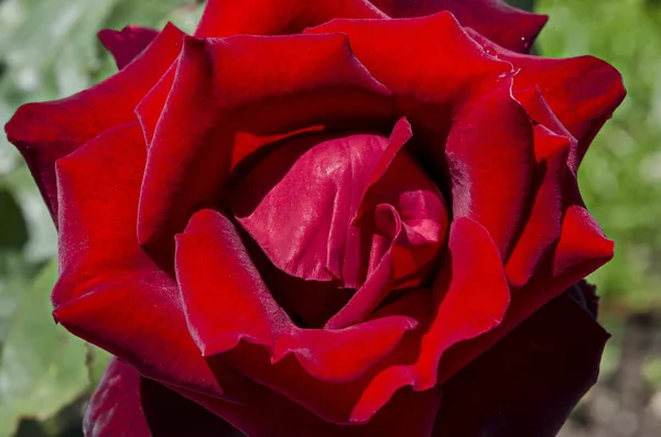 Zdjęcie Czerwonej Róży Ogrodzie Klasztornym Wsi Zhelyava Obwód Sofijski Bułgaria — Zdjęcie stockowe
