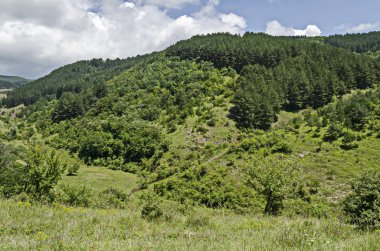 Bulgaristan 'ın Sofya bölgesindeki Zhelyava köyü yakınlarındaki Balkan dağında güzel kozalaklı ve yaprak döken orman, farklı çimler ve küçük nehirlerle taze açıklık 