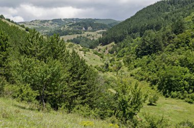 Bulgaristan 'ın Sofya bölgesindeki Zhelyava köyü yakınlarındaki Balkan dağında farklı çimlere sahip güzel kozalaklı ve yaprak döken orman ve taze ormanlık     