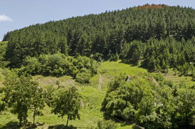 Bulgaristan 'ın Sofya bölgesindeki Zhelyava köyü yakınlarındaki Balkan dağında farklı çimlere sahip güzel kozalaklı ve yaprak döken orman ve taze ormanlık     