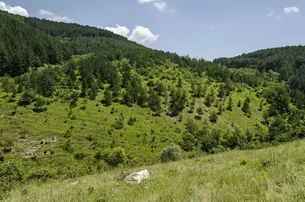 Bulgaristan Sofya Bölgesindeki Zhelyava Köyü Yakınlarındaki Balkan Dağında Farklı Çimlere — Stok fotoğraf