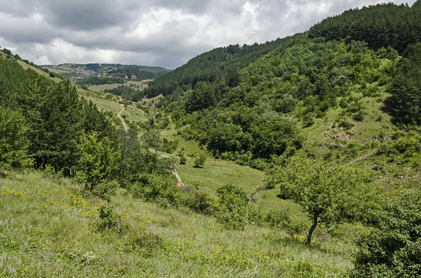 Hermoso Bosque Coníferas Caducifolios Claro Fresco Con Hierba Diferente Pequeño — Foto de Stock