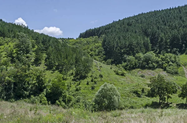 Krásný Jehličnatý Listnatý Les Svěží Mýtina Různou Trávou Balkánské Hoře — Stock fotografie