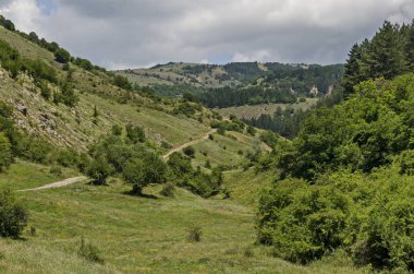 Bulgaristan 'ın Sofya bölgesindeki Zhelyava köyü yakınlarındaki Balkan dağında farklı çim ve toprak yollara sahip güzel kozalaklı ve yaprak döken orman.