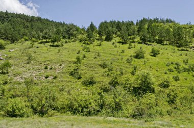 Bulgaristan 'ın Sofya bölgesindeki Zhelyava köyü yakınlarındaki Balkan dağında farklı çimlere sahip güzel kozalaklı ve yaprak döken orman ve taze ormanlık  