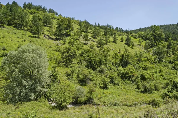 Bulgaristan 'ın Sofya bölgesindeki Zhelyava köyü yakınlarındaki Balkan dağında güzel kozalaklı ve yaprak döken orman, farklı çimler ve küçük nehirlerle taze açıklık  
