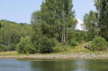Sırbistan 'ın güneydoğusundaki Vlasina Dağı Gölü kıyısında güzel, taze bir orman. 