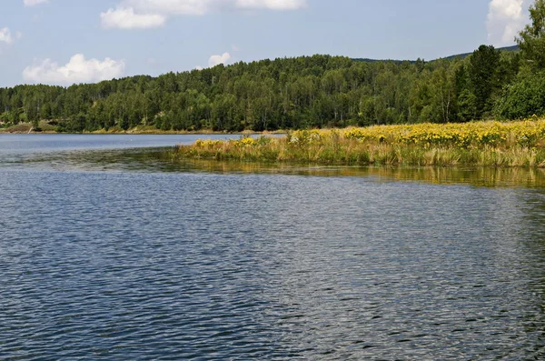 Belle Forêt Fraîche Clairière Avec Tanaisie Jaune Tanacetum Vulgare Fleurs — Photo