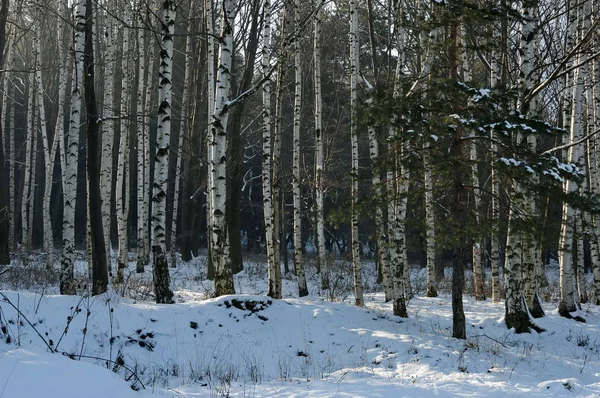 Landskap Med Vinterskog Och Väg Snöiga Vitosha Berg Bulgarien — Stockfoto