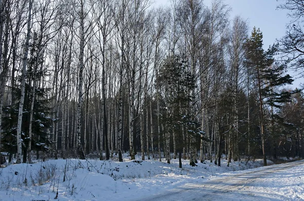 Landskap Med Vinterskog Och Väg Snöiga Vitosha Berg Bulgarien — Stockfoto