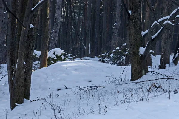 Landskap Med Vinterskog Och Glänsande Solstrålar Snöiga Vitosha Berg Bulgarien — Stockfoto