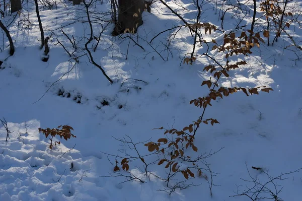 불가리아의 눈덮인 비토샤 산에서 자연적으로 회복되기 과어린 묘목들이 — 스톡 사진