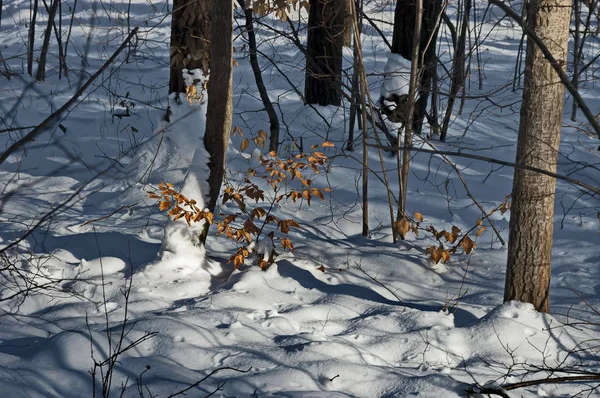 Landskap Med Vinterskog Och Unga Plantor För Naturlig Återhämtning Snöiga — Stockfoto