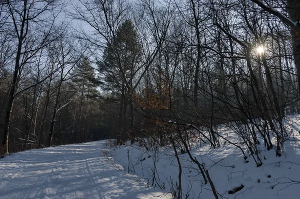 Paisaje Con Bosque Invierno Rayos Sol Montaña Nevada Vitosha Bulgaria —  Fotos de Stock