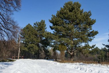 Bulgaristan 'ın karlı Vitosha Dağı' ndaki kış ormanı, karayolu ve bariyerleriyle manzara