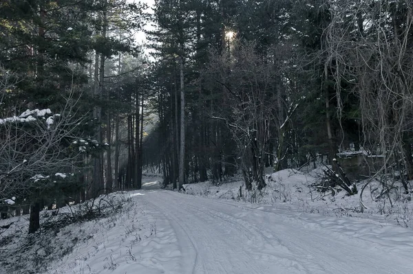 Landskap Med Vinterskog Och Glänsande Solstrålar Snöiga Vitosha Berg Bulgarien — Stockfoto