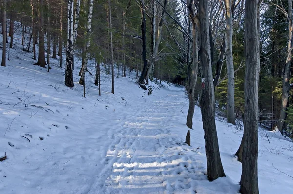 Krajobraz Zimowym Lasem Drogą Zaśnieżonej Górze Vitosha Bułgaria — Zdjęcie stockowe