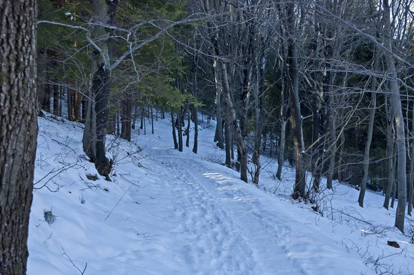 Krajobraz Zimowym Lasem Drogą Zaśnieżonej Górze Vitosha Bułgaria — Zdjęcie stockowe