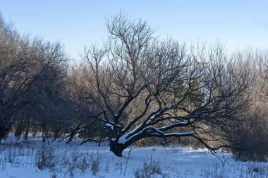 Bulgaristan 'ın Vitosha Dağı' ndaki eski bir yaprak döken ağacın çayırı, ormanı ve karla kaplı dallarıyla kışın karlı manzarası 