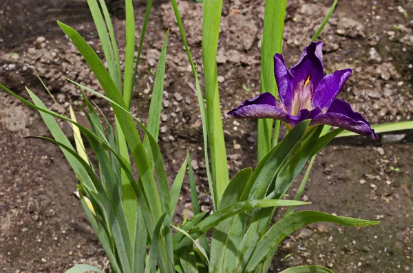 Single Purple Iris Flower Blooming Spring Sofia Bulgaria — Φωτογραφία Αρχείου