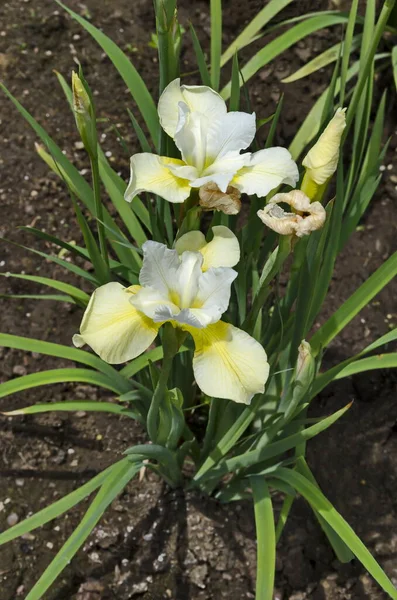 Flor Variada Iris Blanco Amarillo Floreciendo Primavera Sofía Bulgaria — Foto de Stock