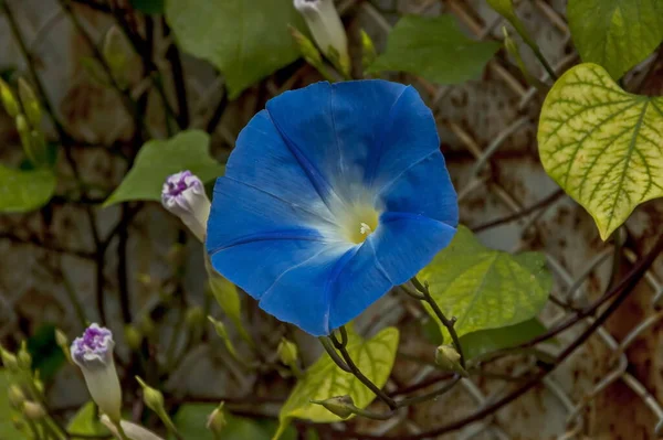 フェンス パンガゆり石の町 ブルガリアのスタックブルーの色ペチュニアの花 — ストック写真