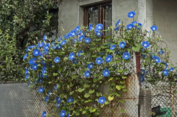 Stapel Blaue Farbe Petunienblüten Zaun Panagyurishte Stadt Bulgarien — Stockfoto