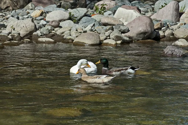 Group Male Female Mallard Ducks Plunge Love Game Spring Time — стоковое фото
