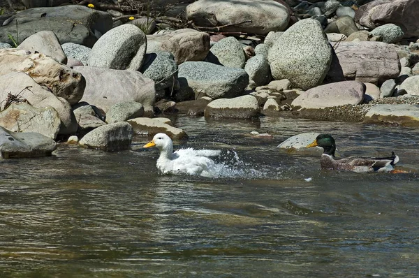 今年春天 一群雄性和雌性野鸭在保加利亚Teteven镇附近的Vit河畔展开了一场爱情游戏 — 图库照片