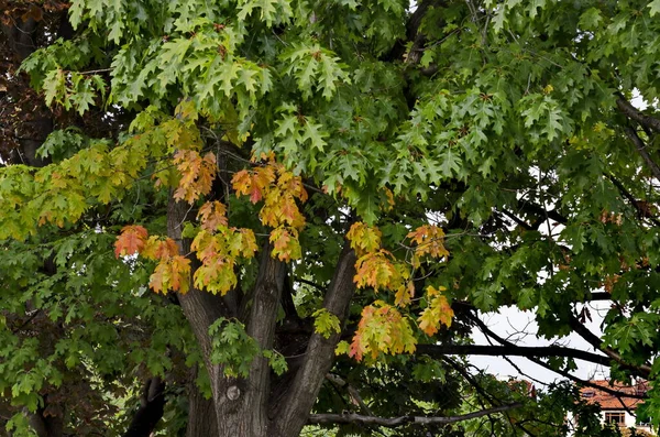 Blick Auf Den Herbst Farbigen Baum Vor Dem Nationalen Kulturpalast — Stockfoto