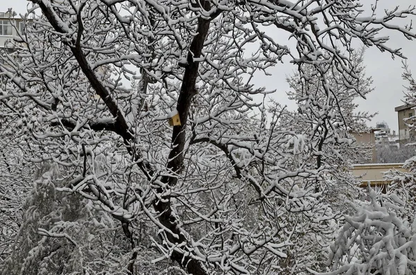 Вірус Корони Covid Надзвичайний Стан Затримка Снігопаду Гілках Дерев Софія — стокове фото