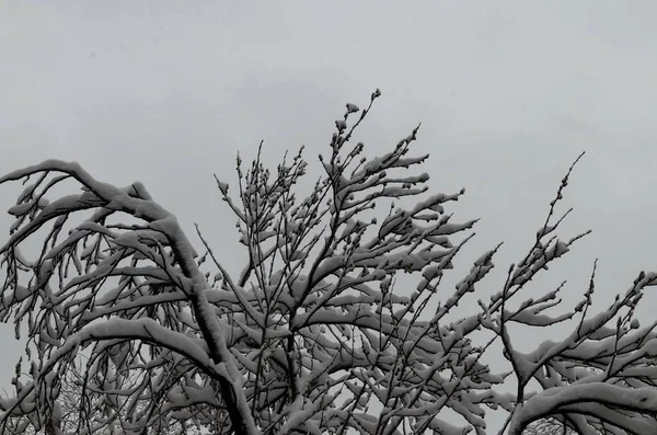 The COVID-19 corona virus pandemic, the state of emergency and the delayed, heavy snowfall on tree branches, Sofia, Bulgaria