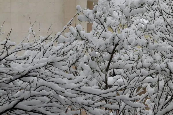 Pandemia Vírus Corona Covid Estado Emergência Queda Neve Lenta Pesada — Fotografia de Stock