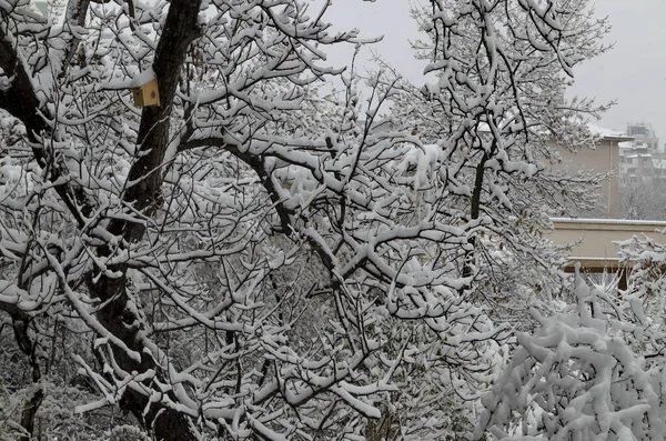 Covid Corona Virus Pandemi Undantagstillståndet Och Den Försenade Tunga Snöfall — Stockfoto