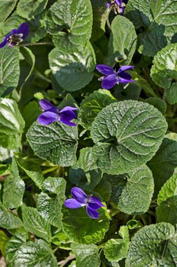 Bahçede çiçek açan nonoş Violet, Heartsease veya Viola odorata, Sofya, Bulgaristan  